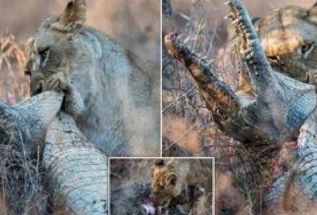 حمله نادر ۱۰ شیر به یک تمساح در خشکی