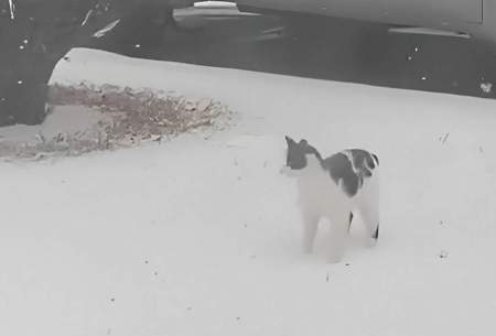 ذوق یک بچه گربه با دیدن اولین برف زندگی‌اش