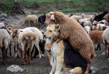 محافظت سگ از مزرعه در مقابل گوسفندان