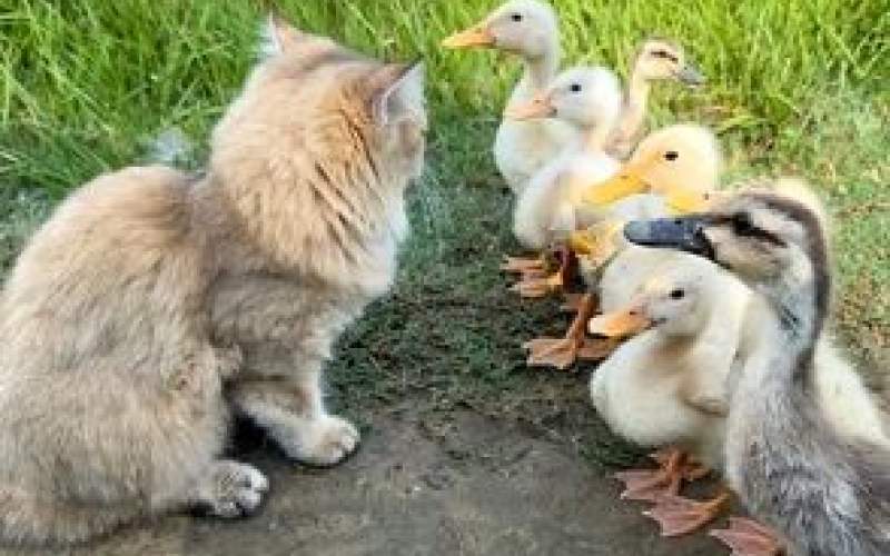 رفتار عجیب یک گربه مهربان با ۷ جوجه اردک