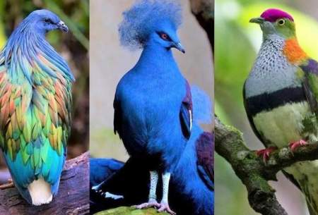 با ۱۰ کبوتر زیبا و کمیاب  در جهان آشنا شوید