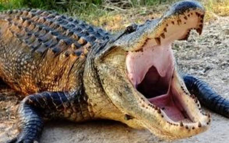 تمساح سرگردان‌در خیابان‌های‌عربستان به‌دام افتاد