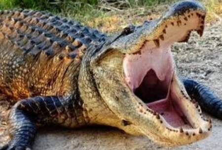 تمساح سرگردان‌در خیابان‌های‌عربستان به‌دام افتاد