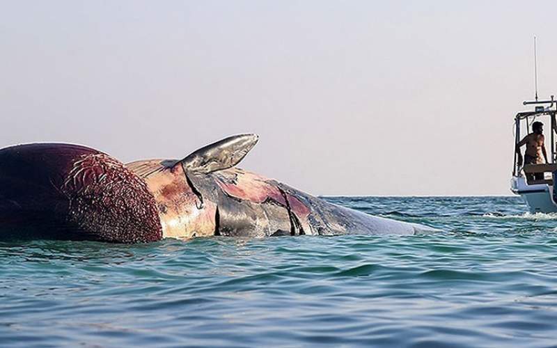 مشاهده لاشه یک نهنگ در آب‌های سواحل کیش