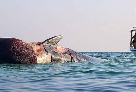 مشاهده لاشه یک نهنگ در آب‌های سواحل کیش