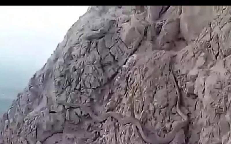 کشف یک مار غول پیکر در کوه صفه اصفهان