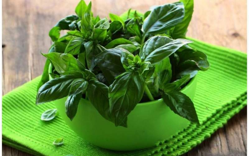 این سبزی خوش عطر را بخورید تا آلزایمر نگیرید