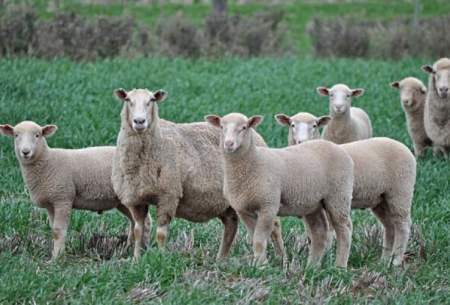 استرالیا گوسفند رایگان می‌دهد