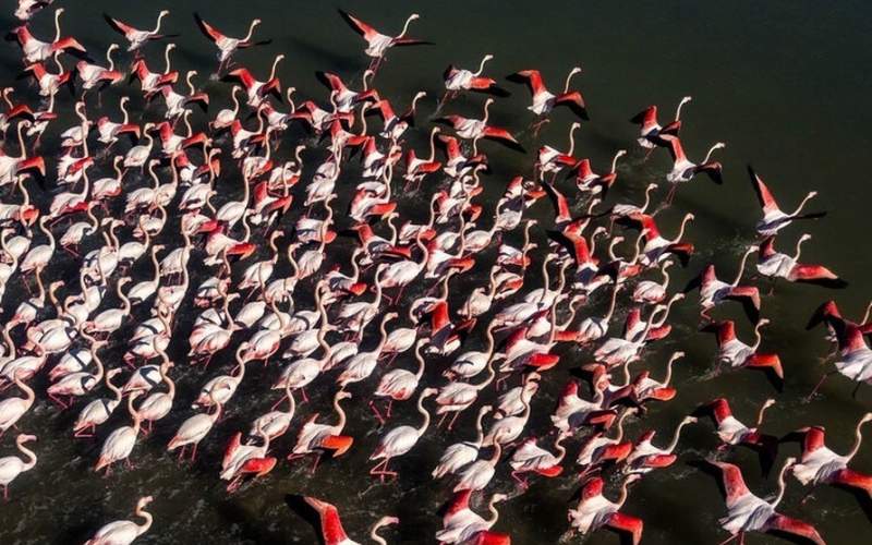پرندگان مهاجر در خلیج گرگان /فیلم