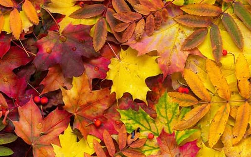 چرا رنگ برگ ها در پاییز زرد می‌شود؟