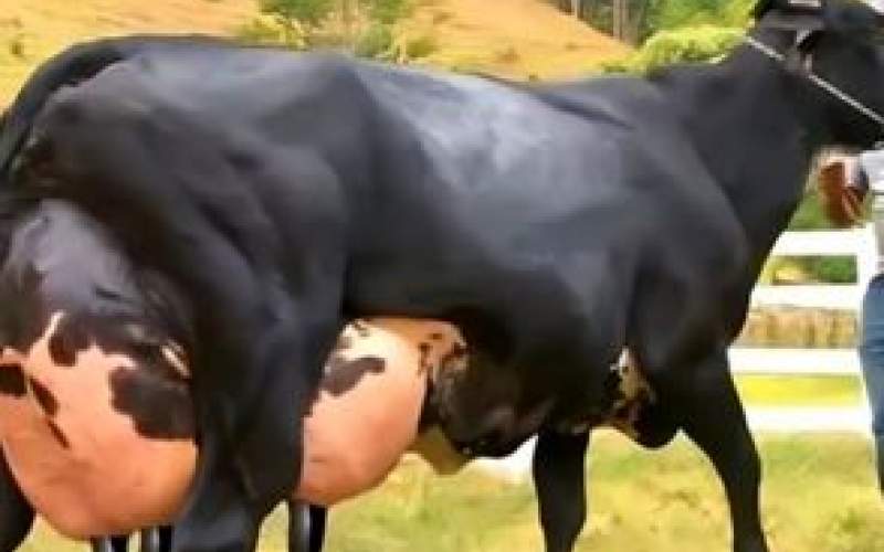 بیشترین شیر جهان را این گاو تولید می کند