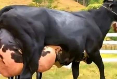 بیشترین شیر جهان را این گاو تولید می کند