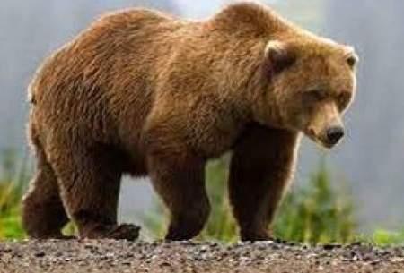 طناب‌زدن نابغه‌ترین خرس جهان در باغ وحش