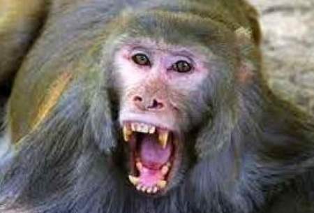 حمله  میمون به زن بازدیدکننده در باغ وحش