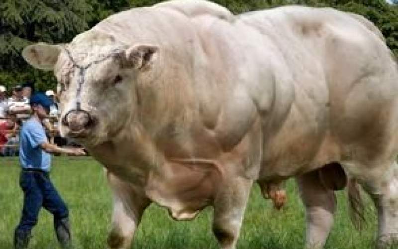 این گاو سفیدِ عضلانی ترین گاو جهان است/فیلم
