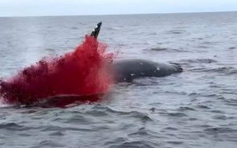 لحظه انفجار وحشتناک نهنگ وسط اقیانوس