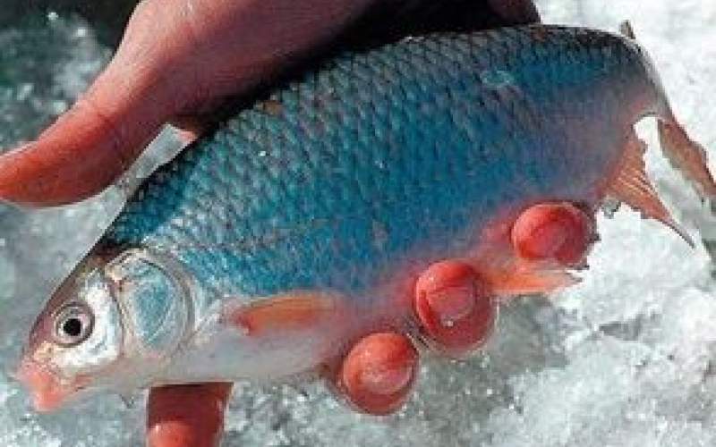 ۱۰ تکنیک جالب  برای صید ماهی از رودخانه