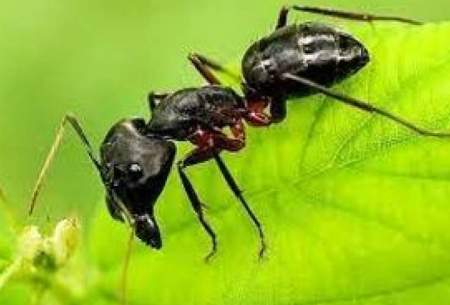 آب خوردن یک مورچه از یک نمای کاملا نزدیک