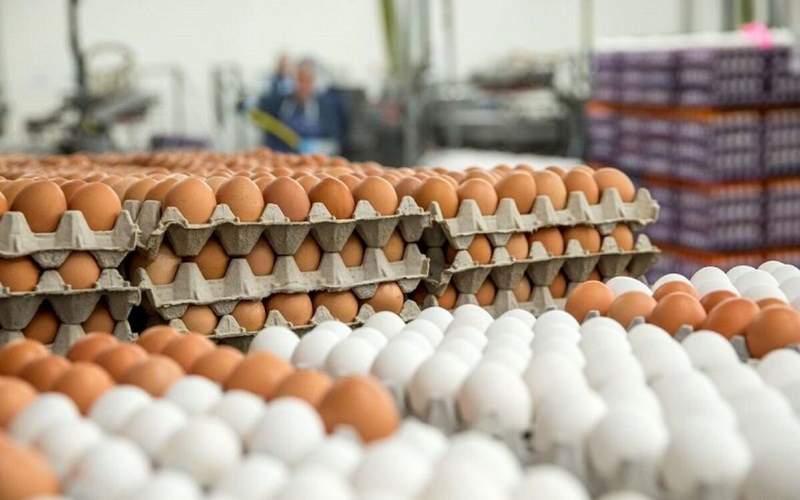 جدیدترین قیمت تخم مرغ در بازار/ جدول