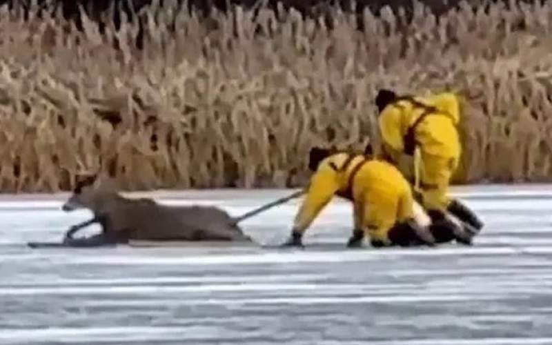 لحظه نجات یک گوزن گیر افتاده در دریاچه یخ‌زده
