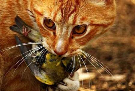مهارت دیدنی گربه‌ها در شکار پرندگان /فیلم