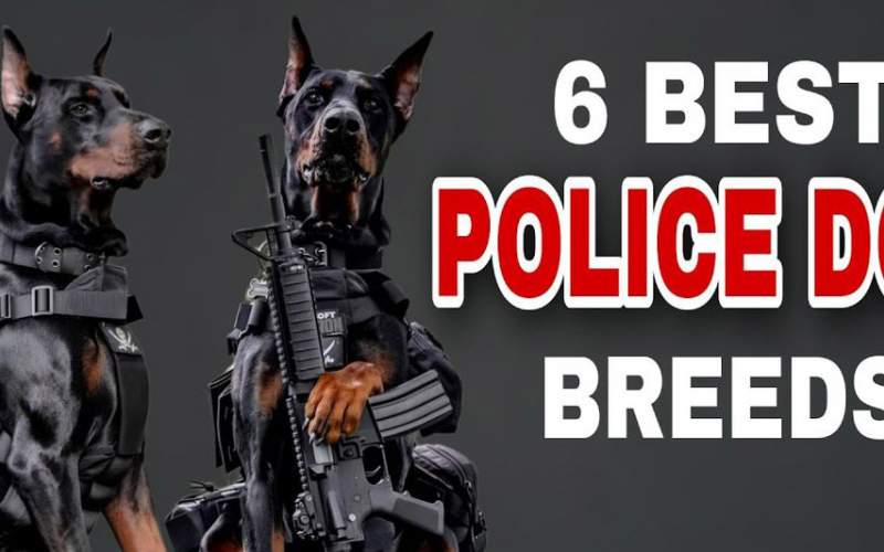 این 6 سگ مشهورترین پلیس‌های جهان هستند