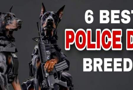 این 6 سگ مشهورترین پلیس‌های جهان هستند