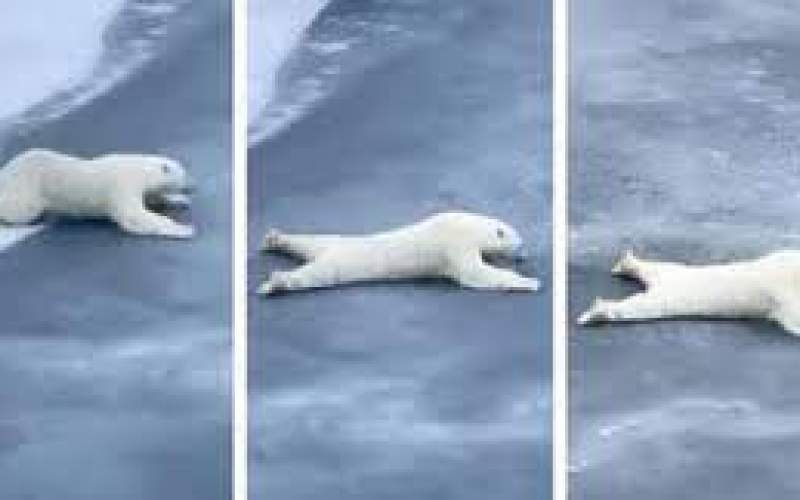 بازیگوشی بامزه خرس سفید قطبی در آب یخ زده