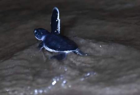 تولد جوجه لاک‌پشت‌های سبز در خطر انقراض