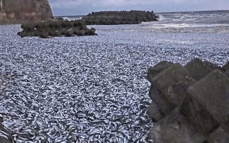 معمای مرگ هزاران تُن ماهی درساحل شمال ژاپن