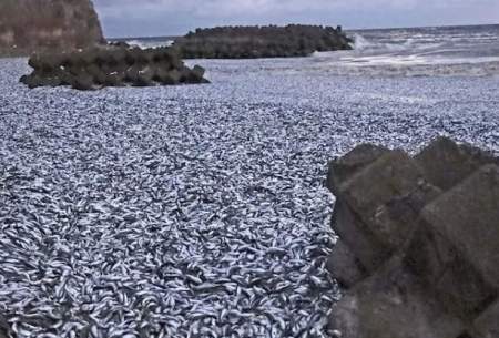 معمای مرگ هزاران تُن ماهی درساحل شمال ژاپن
