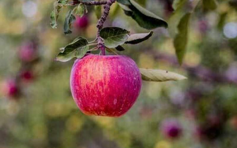 سیب درختی باعث دفع سرب از بدن می‌شود