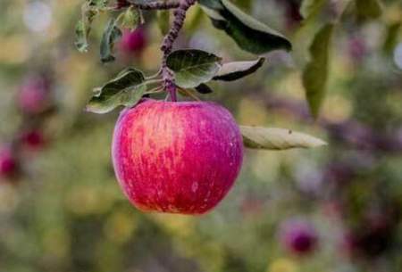 سیب درختی باعث دفع سرب از بدن می‌شود