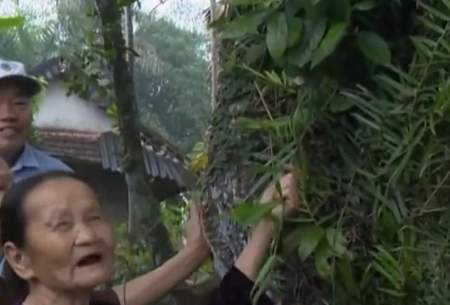 درخت۷۰۰ ساله در ویتنام که همچنان میوه می‌دهد