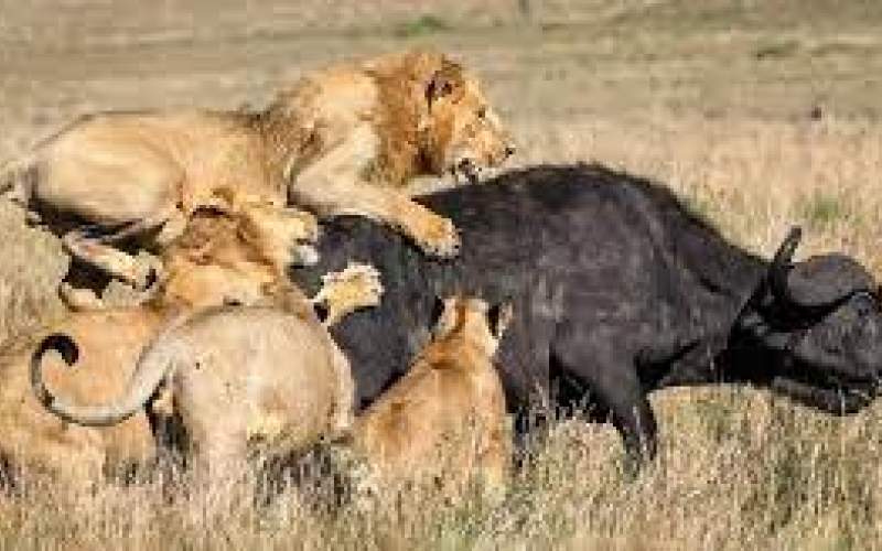 حمله ناجوانمردانه گله شیرها به گاو مادر/فیلم