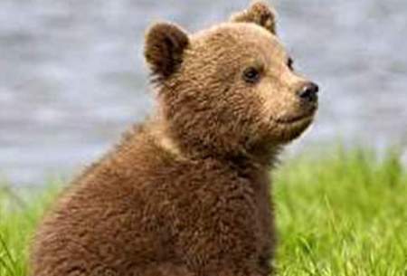 ابراز احساسات بچه خرس به مامور آتش نشانی