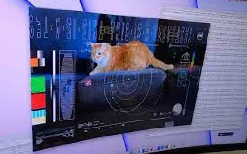 گربه‌ای که با لیزر از فضا به زمین رسید/فیلم