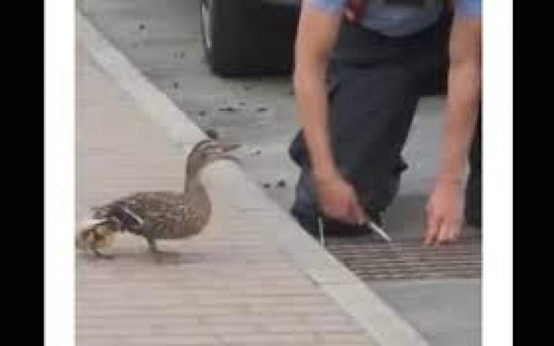 نجات جوجه اردک های گرفتار در جوی آب/فیلم