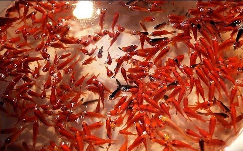 صید ماهی قرمز برای شب عید در دی‌ماه/فیلم