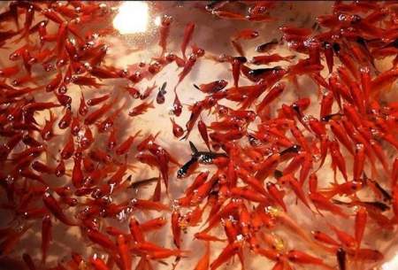 صید ماهی قرمز برای شب عید در دی‌ماه/فیلم