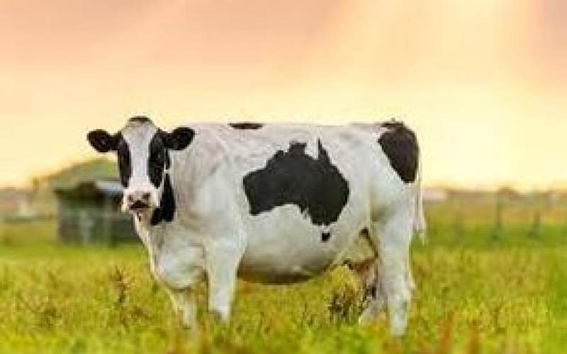 این گاو، قهرمان شیردهی در جهان است/فیلم