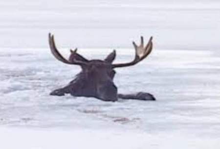 نجات یک گوزن عظیم‌الجثه از دریاچه یخ‌زده/فیلم
