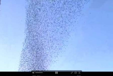 رفتار عجیب و مرموز پرندگان درآسمان ژاپن