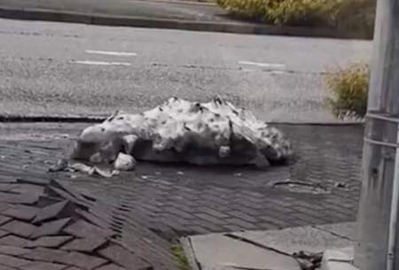 تصاویری از سنگ فرش خیابان بعد از زلزله ژاپن