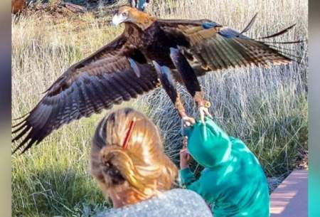 حمله غافلگیرکننده عقاب به سمت کودک/فیلم