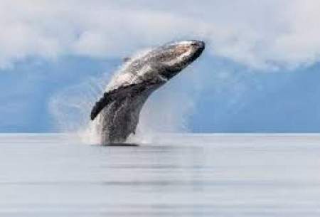پرش نهنگ بزرگ به بیرون آب از نمای نزدیک