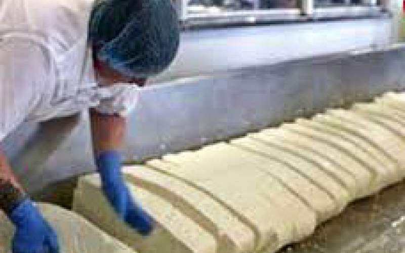 مراحل تولید صفر تا صد پنیر چدار در یک کارخانه