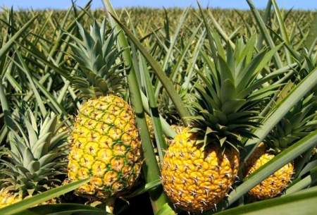 مراحل برداشت خوشمزه ترین آناناس های جهان