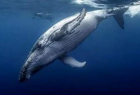 شکار شدن حیرت انگیز کروکودیل توسط یک نهنگ