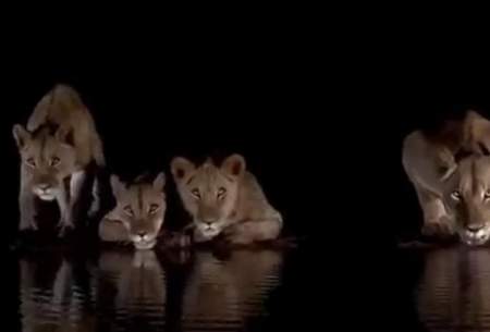 ویدئویی دیدنی از آب نوشیدن شیرها هنگام شب